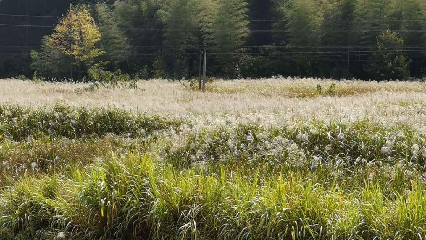 植物学