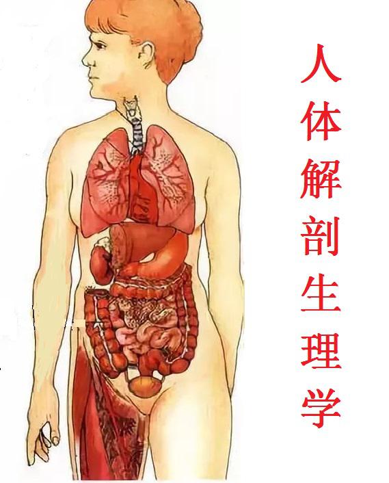 解剖生理学/久木野憲司, 穐吉… 解剖生理学/久木野憲司, 穐吉…